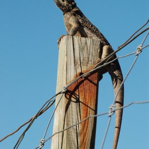 Bearded Dragon