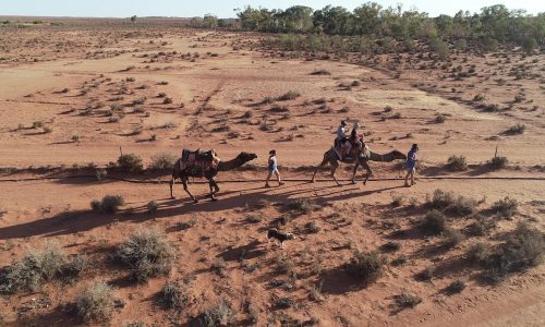 Camels