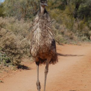 Emu