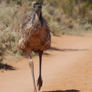 Emu