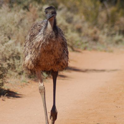 Emu