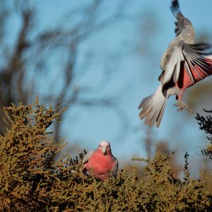 Galahs