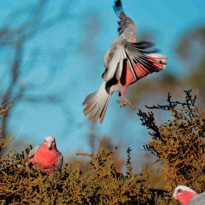 Galahs
