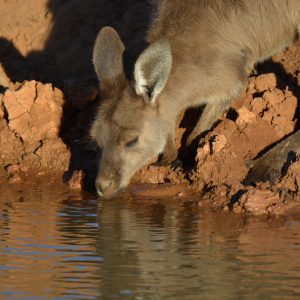 Grey Kangaroo