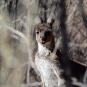 Grey Kangaroo