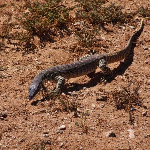 Lace Monitor