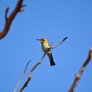 Rainbow Bee Eater