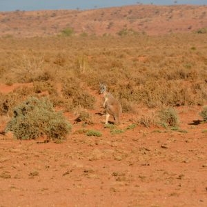 Red Kangaroo