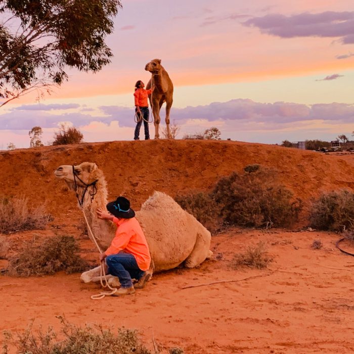 Silverton Outback Camels