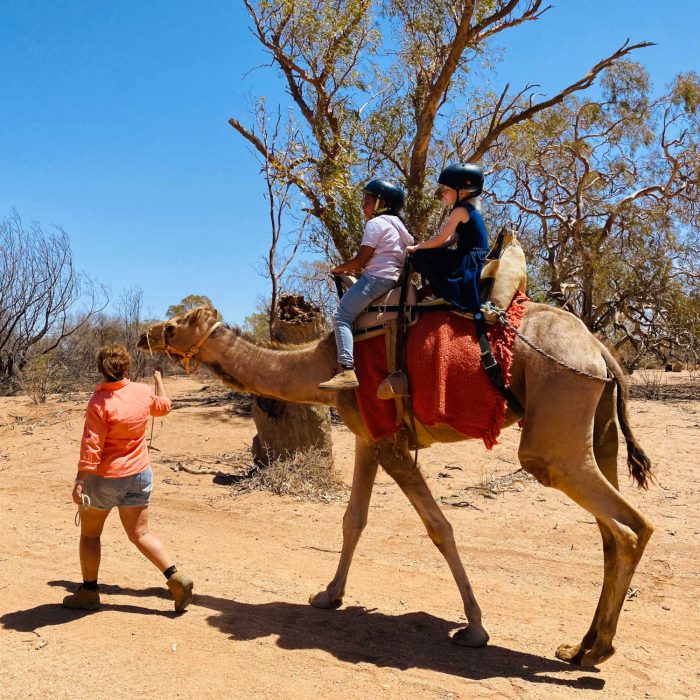 Silverton Outback Camels