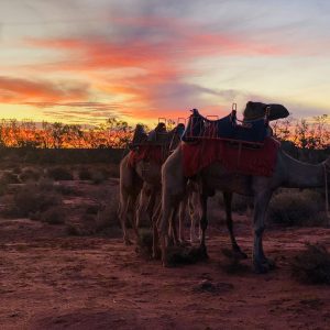 Silverton Outback Camels