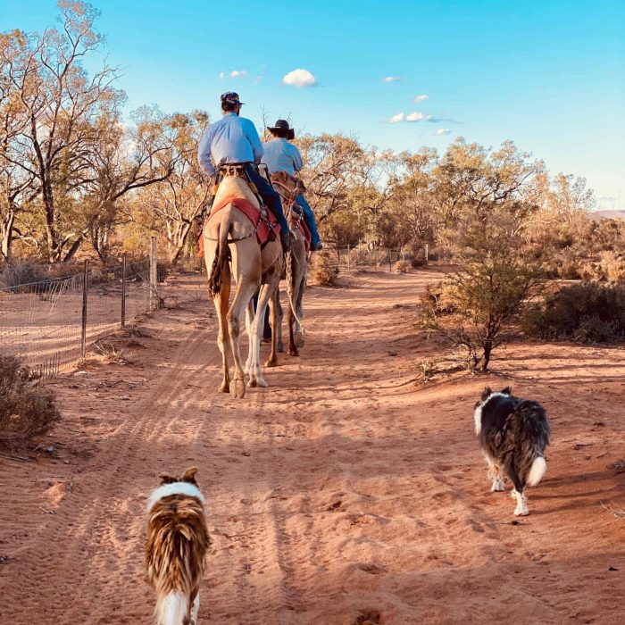 Silverton Outback Camels