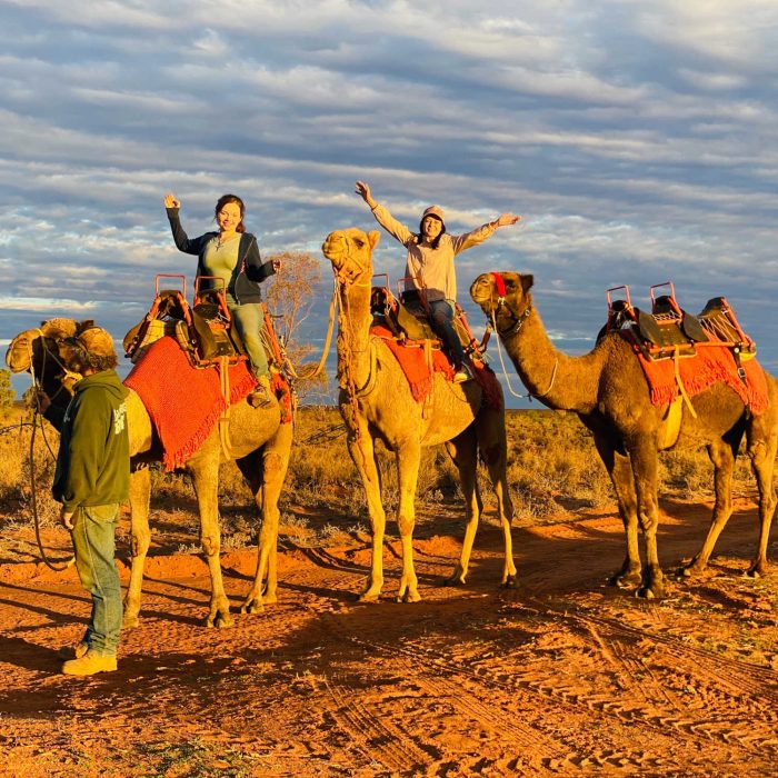 Silverton Outback Camels