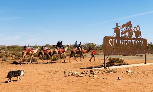 Silverton Outback Camels