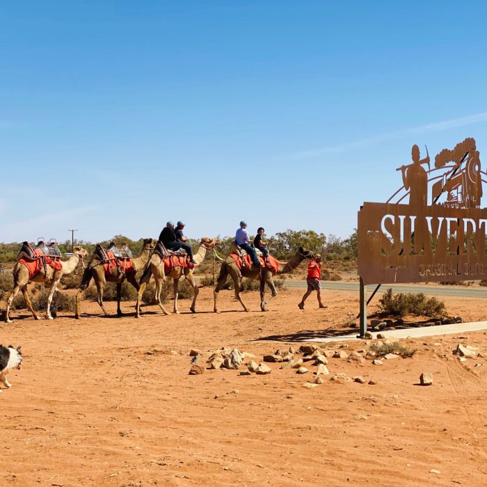 Silverton Outback Camels