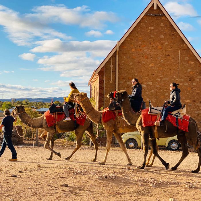 Silverton Outback Camels