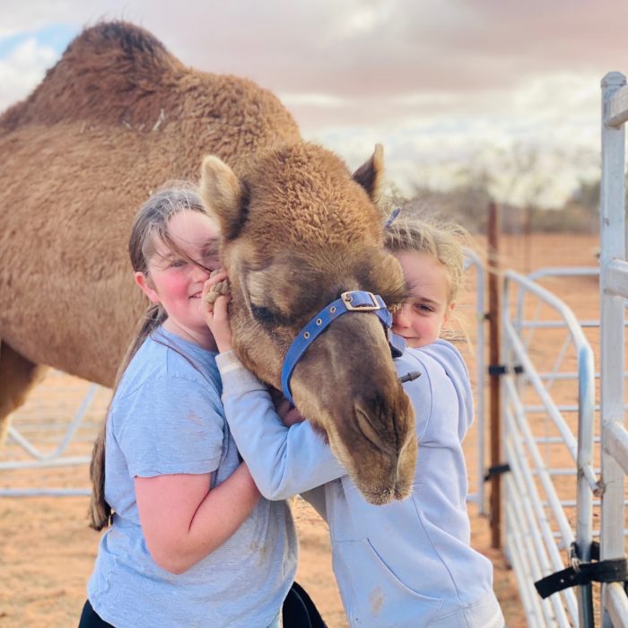 Silverton Outback Camels