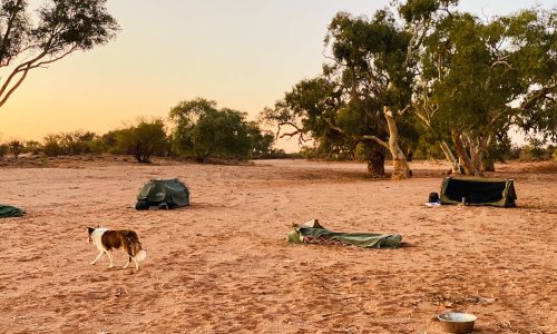 Silverton Outback Camels