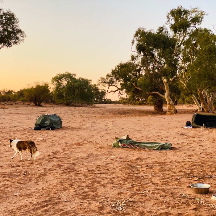 Silverton Outback Camels