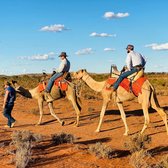 Silverton Outback Camels