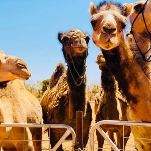 Silverton Outback Camels