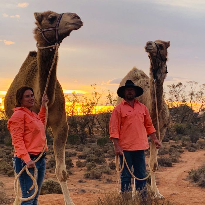 Silverton Outback Camels